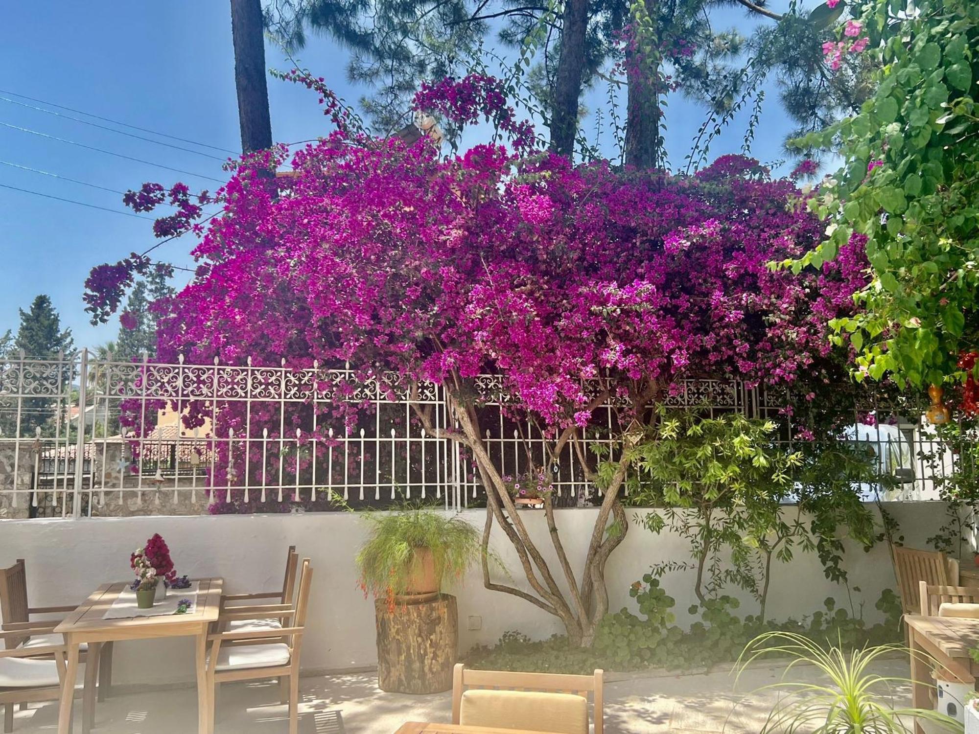 Carikci Hotel Marmaris Exteriér fotografie